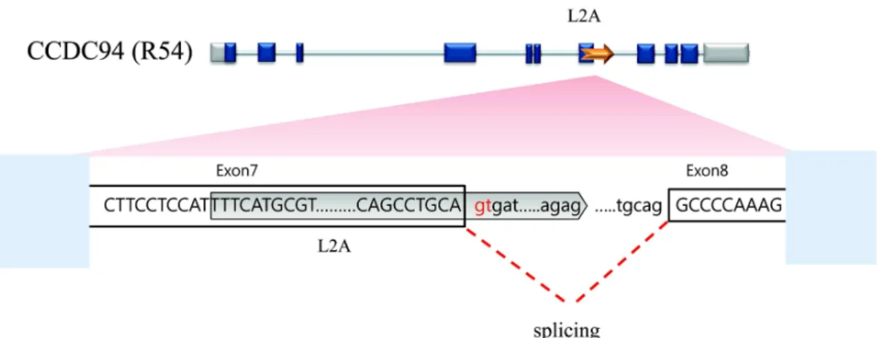 Fig. 3. Schematic structure of alternative spliced exon by insertion of L2A in R54 transcript