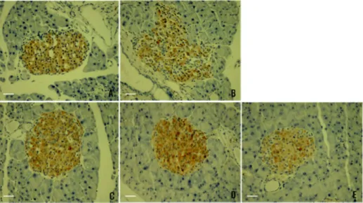 Fig. 4. Effect of plant extracts on the histological micrograph of db/db mice Langerhans' islets cell and insulin secretion in 4 week (ABC stain, 200×)