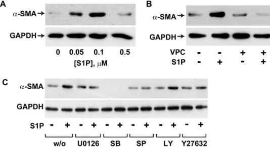 Fig. 5. S1P-induced α-SMA expression in human BMSCs. (A) BMSCs were treated with the indicated concentrations of S1P for 4 days