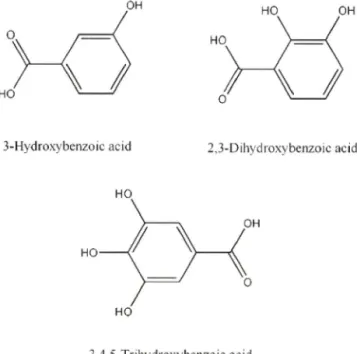 Fig.  1 - Molecular  structures  of  3-hydroxybenzoic  acid,  2,3-  dihydroxybenzoic  acid  and  3,4,5-txihydroxybenzoic  acid.