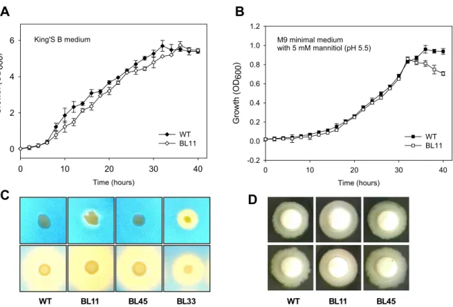 Fig. 1. Phenotypic characterization of the Δ prhA mutant. Growth curves of the wild-type (WT) and Δ prhA mutant (BL11) strains of P