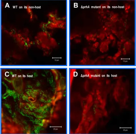 Fig. 3. Effect of a prhA mutation on expression of the hrpA gene during co-culture of P