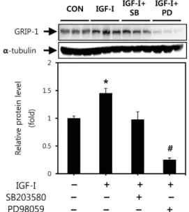Fig. 3. ARA70 expression in C2C12 cells treated with IGF-I (250 ng/ml) for 30 min in the absence or presence of SB203580 (10 mM) or PD98059 (30 mM)