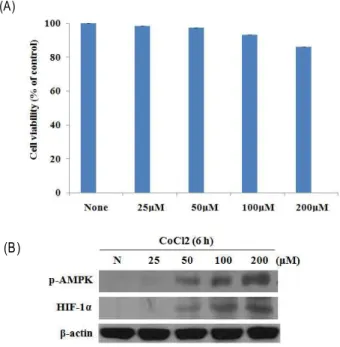 Fig. 1. Hypoxic state did not affect cell viability and increased AMPK, HIF-1α  in B16F10 cells