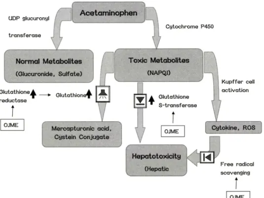 Fig.  2 - The metabolic pathway of acetaminophen in liver tissue and hypothesis of hepatoprotection mechanism by OJME administration