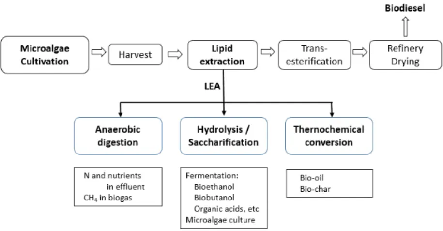 Figure  1.  Possible  prospective  recycling  options  of  lipid-extracted  algal  cell  residue  (LEA)  after  biodiesel  production.