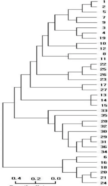 Fig. 3. Dendrogram of the 36 Korean tomato cultivars listed in Table 1, based on RAPD analysis.
