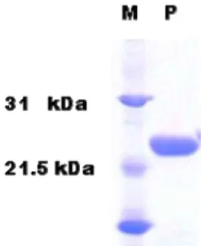 Fig. 1. Expression and purification of DUSP28. DUSP28 was ex- ex-pressed in E.coli BL21 (DE3) and purified by chromatography