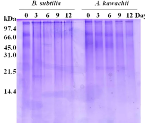 Fig. 2. Electrophoretic patterns in silkworm powder fermented by B. subtilis and A. kawachii according to the  fermenta-tion time using SDS-polyacrylamide gel electrophoresis.