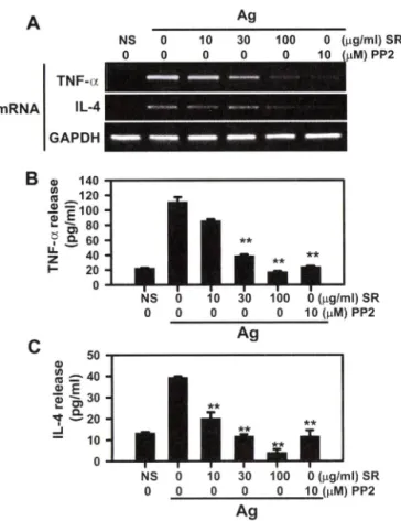 Fig.  3 - Effect of SR on activation of Syk kinase. (A) The RBL-2H3  cells were incubated overnight in  6  well plates with 50 ng/ 