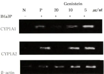Fig.  5 - RT-PCR analysis of CYPlAl, CYP1A2 expression in HepG2  cells  after  being  induced  by  5xl(r^M   B(a)P  without  or  with  genistein