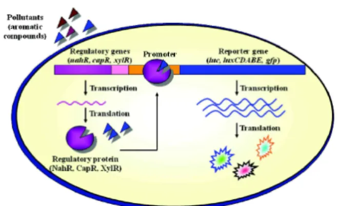 Fig. 1. The signal transmission of a specific microbial biosensor.