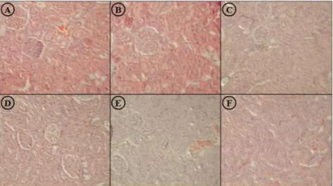 Fig. 6. Insulin concentration in STZ-induced diabetic rats that were fed mulberry extracts of various concentrations for 4 weeks.