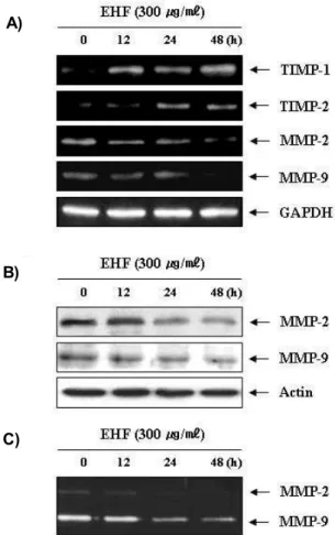 Fig. 3. Effects of EHF on expression of claudins, E-cadherin, IGF-1R, and TSP-1 proteins in AGS cells