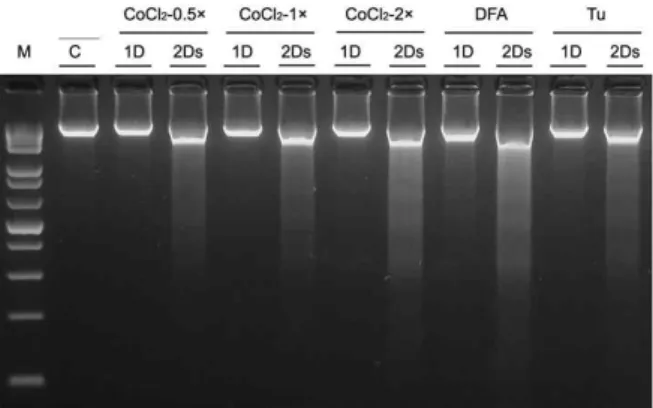 Fig. 2. DNA fragmentation for apoptosis in PC12 cells. After the incubation with CoCl 2 -0.5× (1D &amp; 2Ds), 1× (1D &amp;