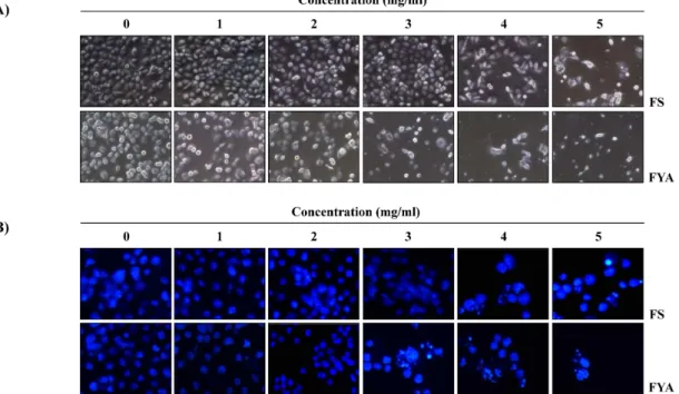 Fig. 1. Effects of ethanol extracts of fermented beans on the cell viability in AGS human gastric cancer cells