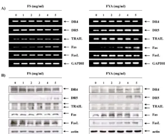Fig. 7. Effects of FS and FYA treatment on the expression of caspases in AGS cells. After 48 hr incubation with FS (A) and FYA (B), the cells were lysed, and cellular  pro-teins were separated by 8-13% SDS-polyacrylamide gel and transferred onto nitrocellu