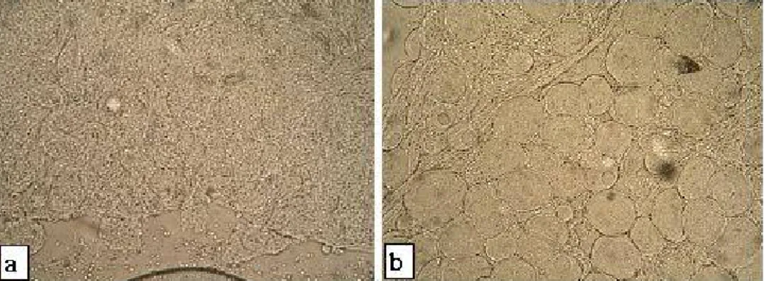 Fig. 1. Squash preparation of the gonads from 6 month old sex-reverse gynogenetic diploid and control rainbow trout