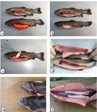 Table 2. Survival rates of all-female rainbow trout at each developmental stages