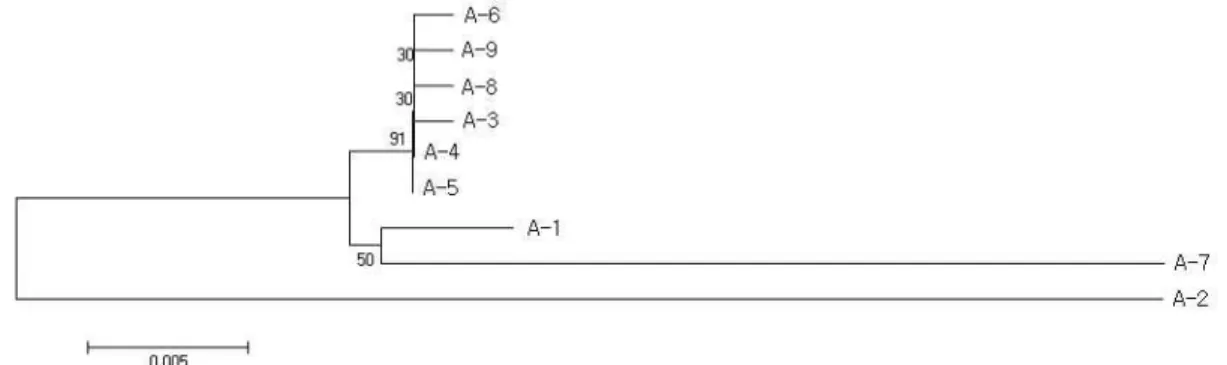 Fig. 3. The neighbor-joining tree for genus Asarum based on trn L and trn T analysis using MEGA 4x1