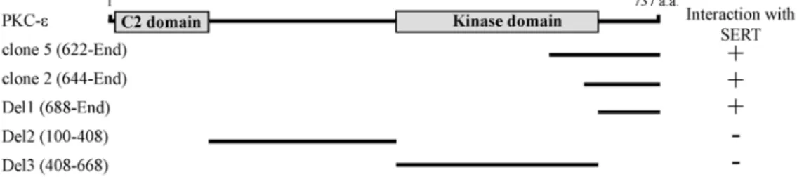 Fig.  1.  Identification  of  the  proteins  interacting  with  SERT  by  yeast  two-hybrid  screening