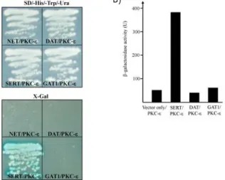 Fig.  3.  Association  of  SERT  with  PKC-ε in  the  pull-down  assay. 