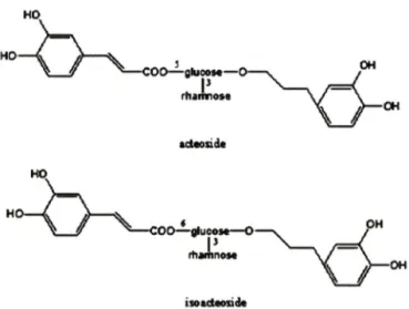 Fig.  1 - Structures  of  acteoside  and  isoacteoside  isolated  from  Clerodendron  trichotomum  Thunberg,