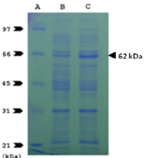 Fig.  4.  Phylogenetic  tree  showing  the  evolutionary  relationship  of  the  Est1R  amino  acid  sequences.