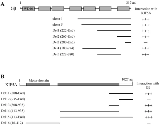 Fig. 1. Identification of the proteins interacting with KIF5A by yeast two-hybrid screening