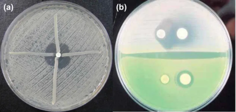 Table 1. Primers used for sequencing of the β -lactamase gene and for detection of MBL genes