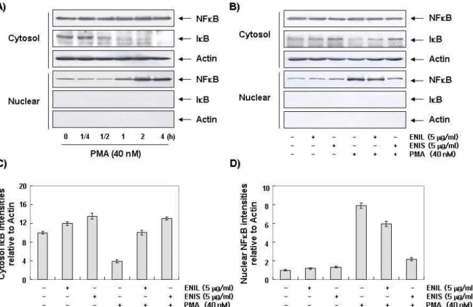 Fig. 6. Effects of ENIL and ENIS on the PMA-induced NF-κB translocation in U937 cells
