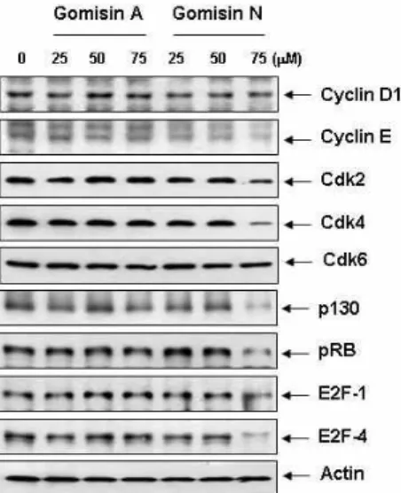 Fig. 4. Induction of Cdk inhibitors p16 (INK4A) and p21 (WAF1/CIP1) expression by gomisin N in U937 cells.