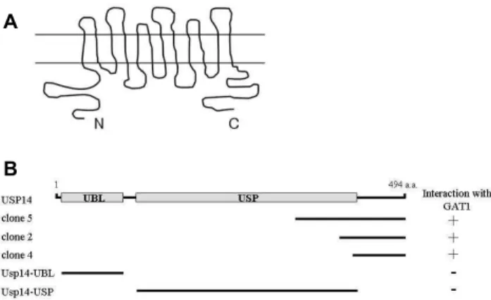 Fig. 1. Identification of the proteins interacting with GAT1 by yeast two-hybrid screening