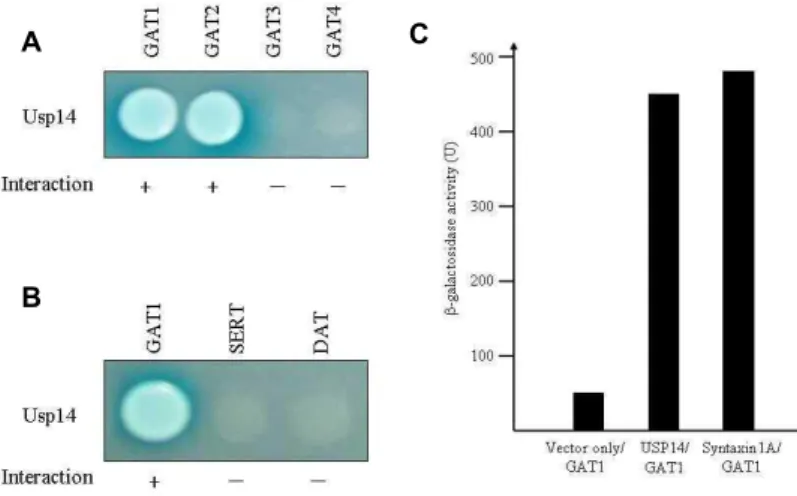Fig. 3. Association of GAT1 and Usp14 in the GST pull-down assay and co-immunoprecipitation