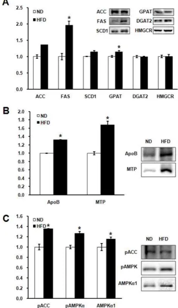 Fig. 4. Analysis of immunoblots with proteins associated with lipid metabolism by HFD
