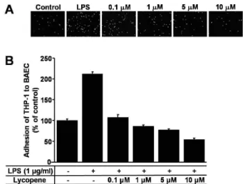 Fig. 3. Lycopene induces endothelial cell migration. Confluent BAECs were incubated with none, 20% FBS and various concentration of lycopene after treated with 2 mM  thy-midin for 24 hr