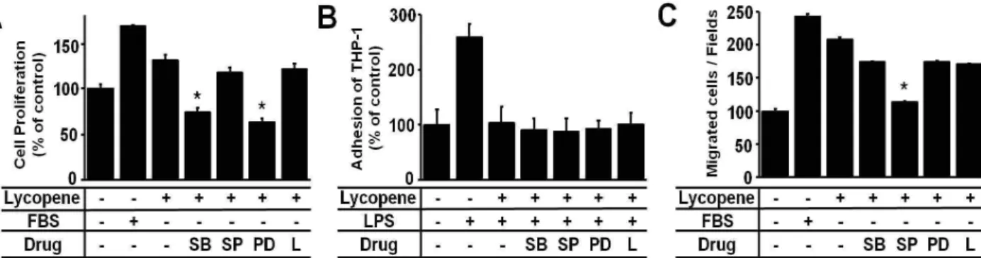 Fig. 5. Lycopene activates MAPKs but not eNOS. BAECs were serum-starved for 16 hr and treated with none, various concentration of lycopene for indicated periods