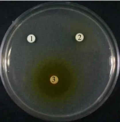 Fig. 3. To compare the antibacterial activity between (1) berber- berber-ine chloride (1,000 mg/l), (2) C