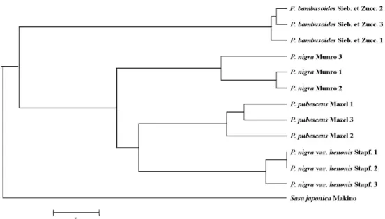 Fig.  1.  A  phylogenetic  tree  for  Phyllostachys  based  on  RAPD  analysis.