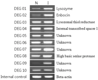 Fig.  2.  RT-PCR  profiles  of  10  DEGs.  β-actin  gene  was  used  as  a  house-keeping  gene  for  a  internal  control