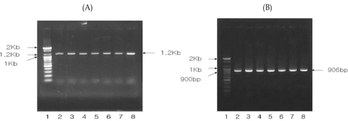 Fig. 3. Random amplified polymorphic DNA-PCR banding patterns of S. equi subsp . zooepidemicus isolates from horses