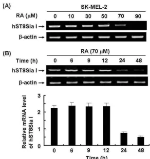 Fig. 1. RT-PCR analysis of hST8Sia I mRNA expression levels in RA-treated SK-MEL-2 cells