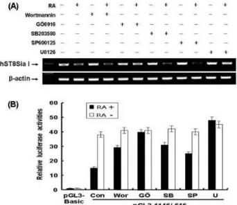 Fig. 4. Transcriptional inhibition of hST8Sia I through PKC/