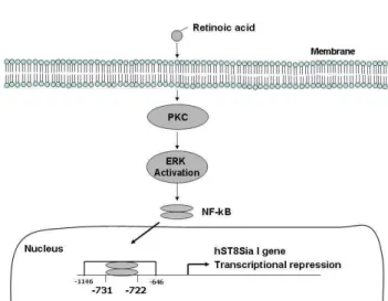 Fig. 5. Schematic diagram illustrating transcriptional regulation of hST8Sia I gene expression in RA-induced SK-MEL-2 cells.