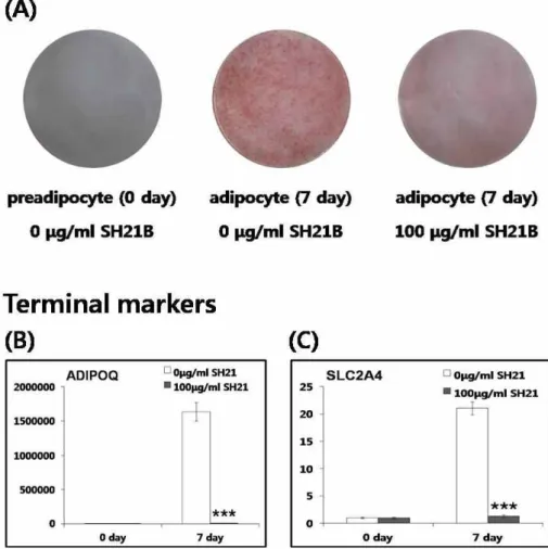 Fig. 1. Anti-adipogenic effect of SH21B. Oil Red O staining shows inhibitory effects of SH21B on lipid droplet formation (A).