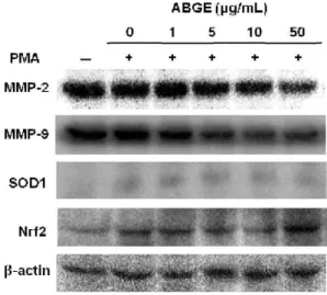 Fig. 6. Western blot analyses of protein expressions of MMP-2 and MMP-9 in in human fibromasarcoma cells