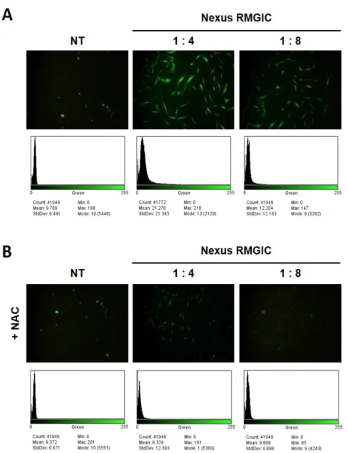 Fig. 3. Nexus RMGIC increased ROS generation in PDSCs. Representative images of fluorescence for DCF-DA (green),  a ROS probe