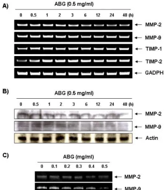 Fig.  3A에서 나타낸 ABG  처리에 의한 MMPs  및 TIMPs의  발현 변화가 MMPs  단백질 및 그들의 활성 감소와 직접적인  연관성을 가지는지의 여부를 조사하기 위하여 동일 조건에서  배양된  AGS  위암세포를  대상으로  Western  blotting  및   zy-mography  분석을 실시한 결과는 Fig