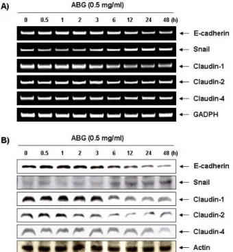 Fig.  4.  Effect  of  ABG  on  the  expression  of  claudins,  E-cadherin  and  Snail  mRNA  and  proteins  in  AGS  cells