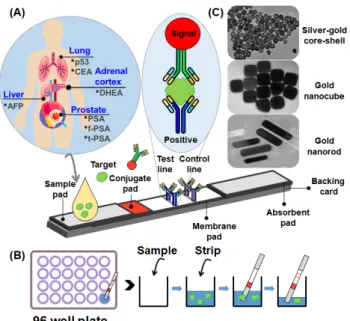 Figure  1.  (A)  Schematic  illustration  of  the  basic  principle  and  fabri-  cation  of  LFIA  strip  (B)  Procedure  of  dip-stick  assay